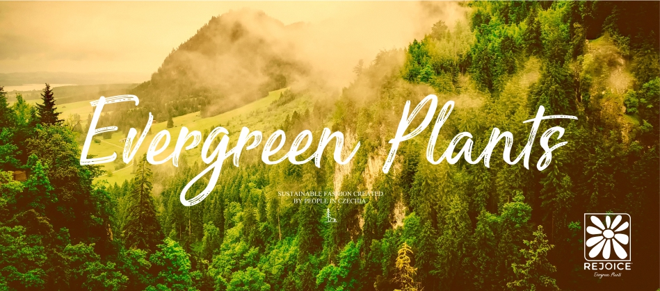 Evergreen Plants 3