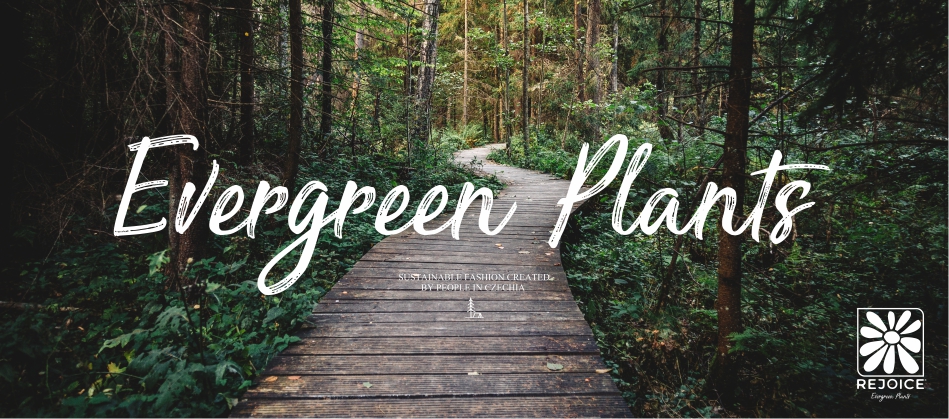 Evergreen Plants 4